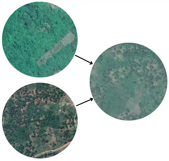 Bridging domains: Assessment of Domain Adaptation methods for mapping Cashew crops in Africa